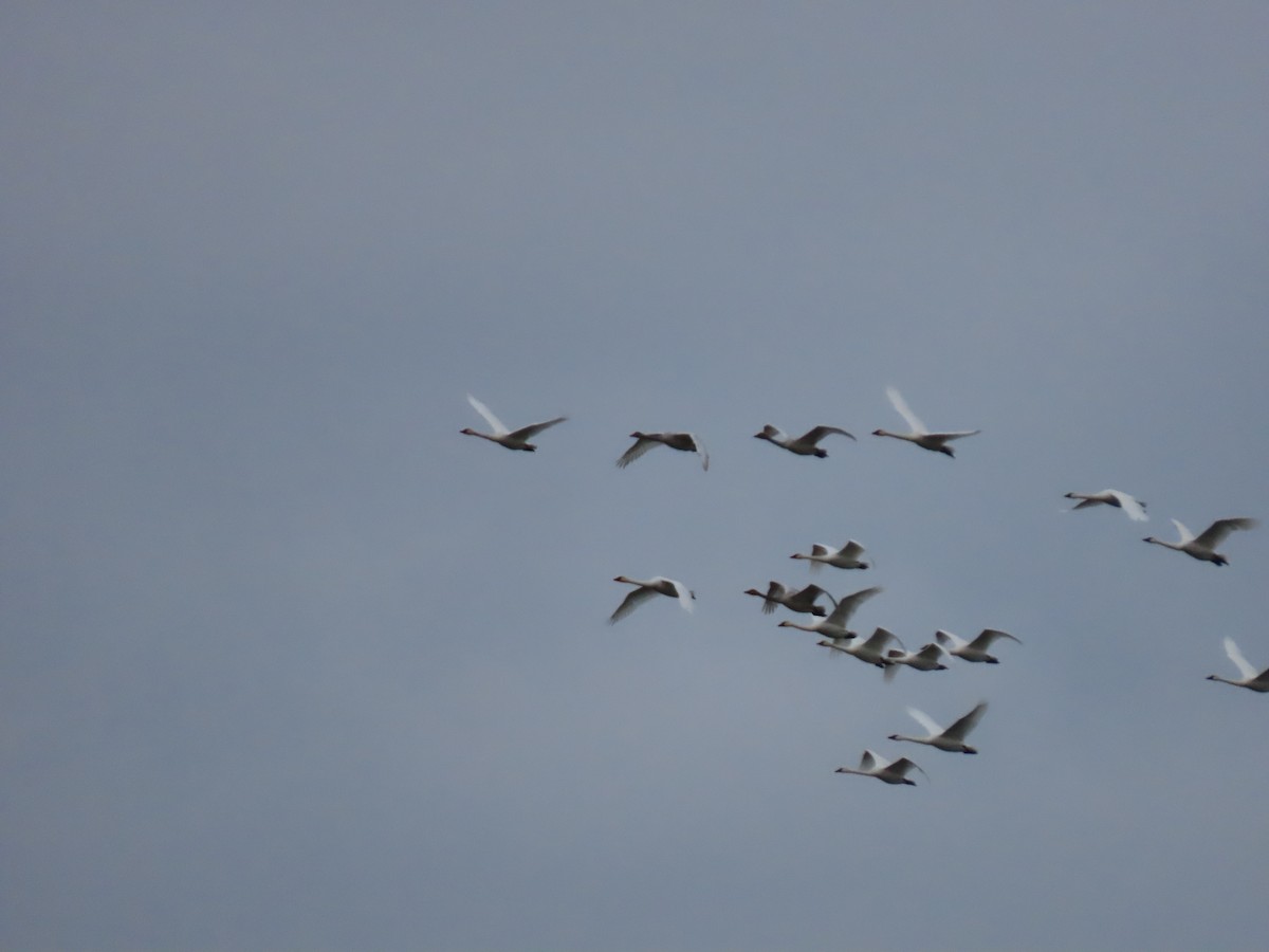 labuť malá - ML646068530