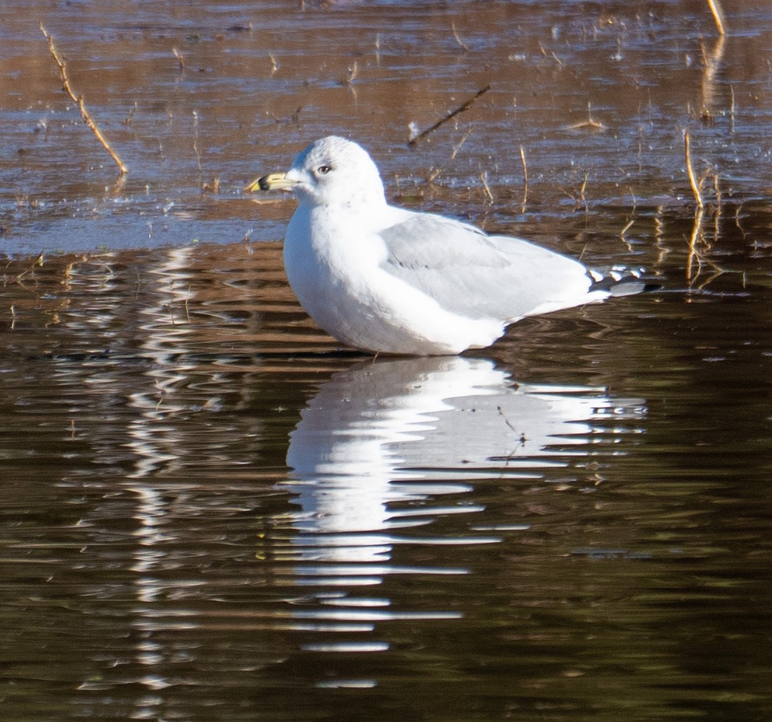 Ring-billed Gull - ML646068531