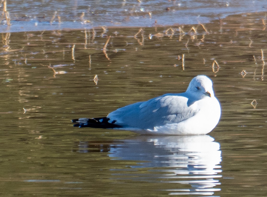 Ring-billed Gull - ML646068532