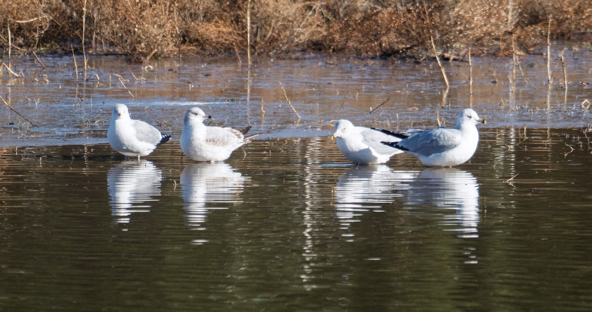 Ring-billed Gull - ML646068533