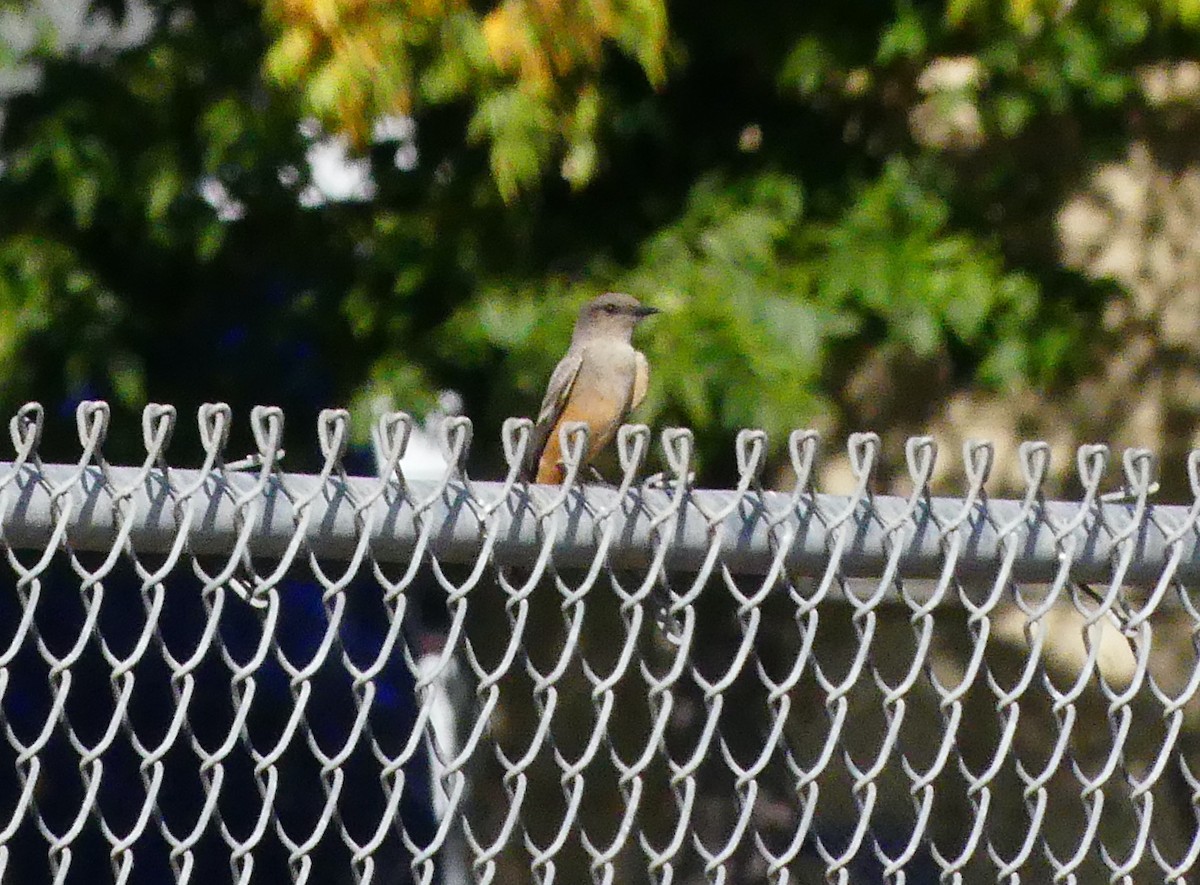 Say's Phoebe - ML646068534