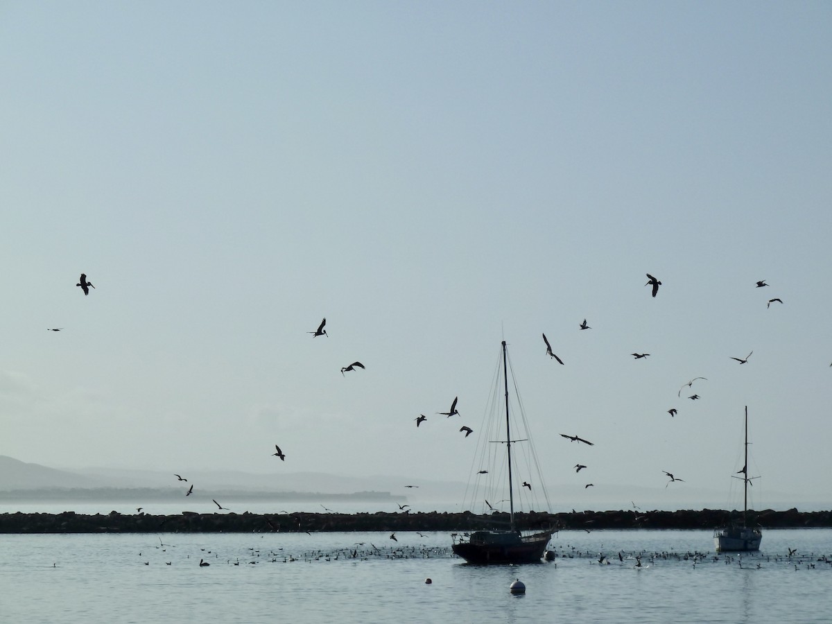 Brown Pelican - ML646068536