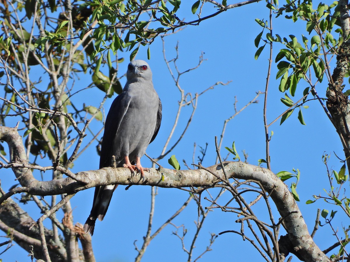 Plumbeous Kite - ML646068538