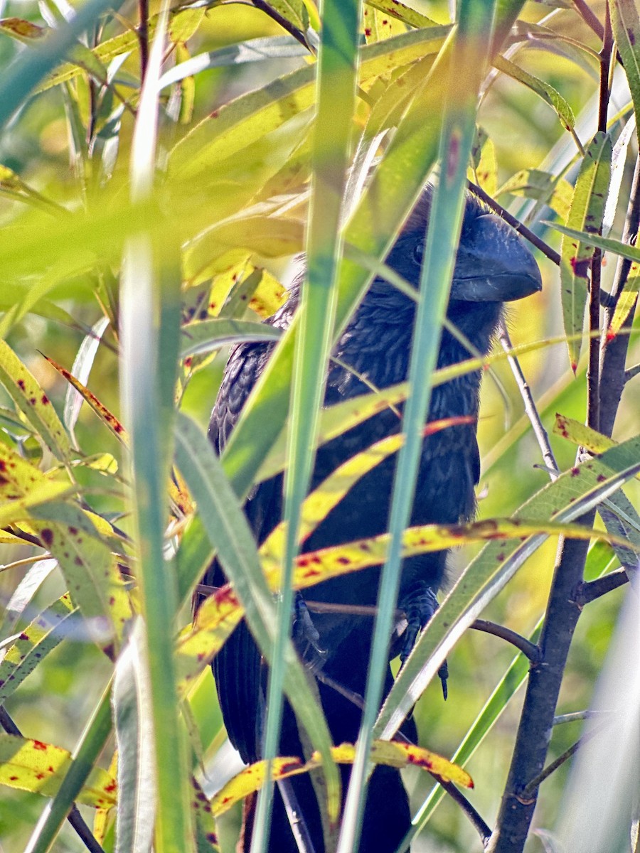 Smooth-billed Ani - ML646068539