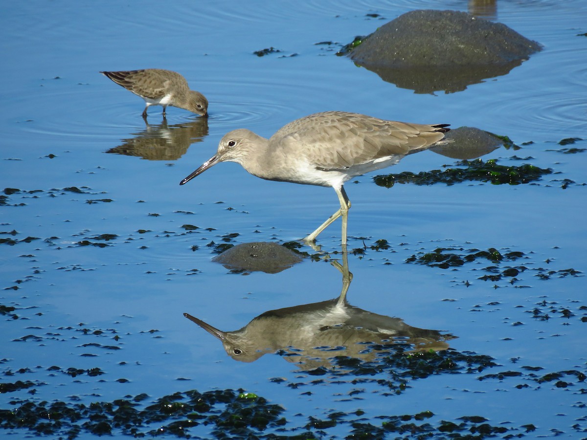 Willet (Western) - ML646068540