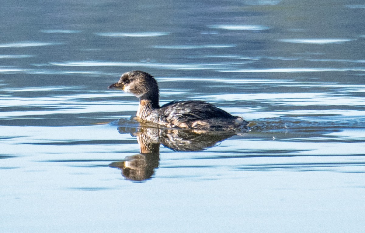 Pied-billed Grebe - ML646068541