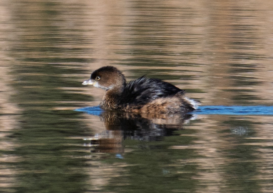 Pied-billed Grebe - ML646068542