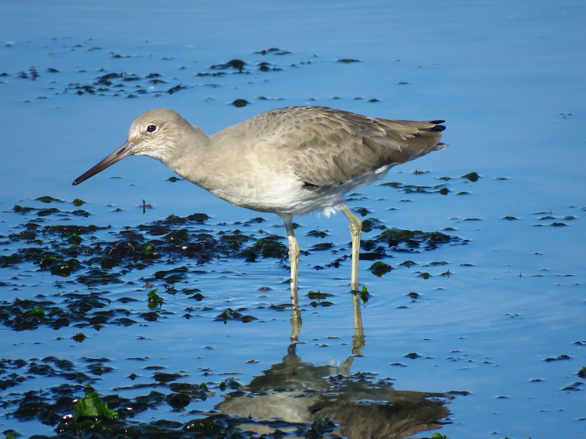 Willet (Western) - ML646068543