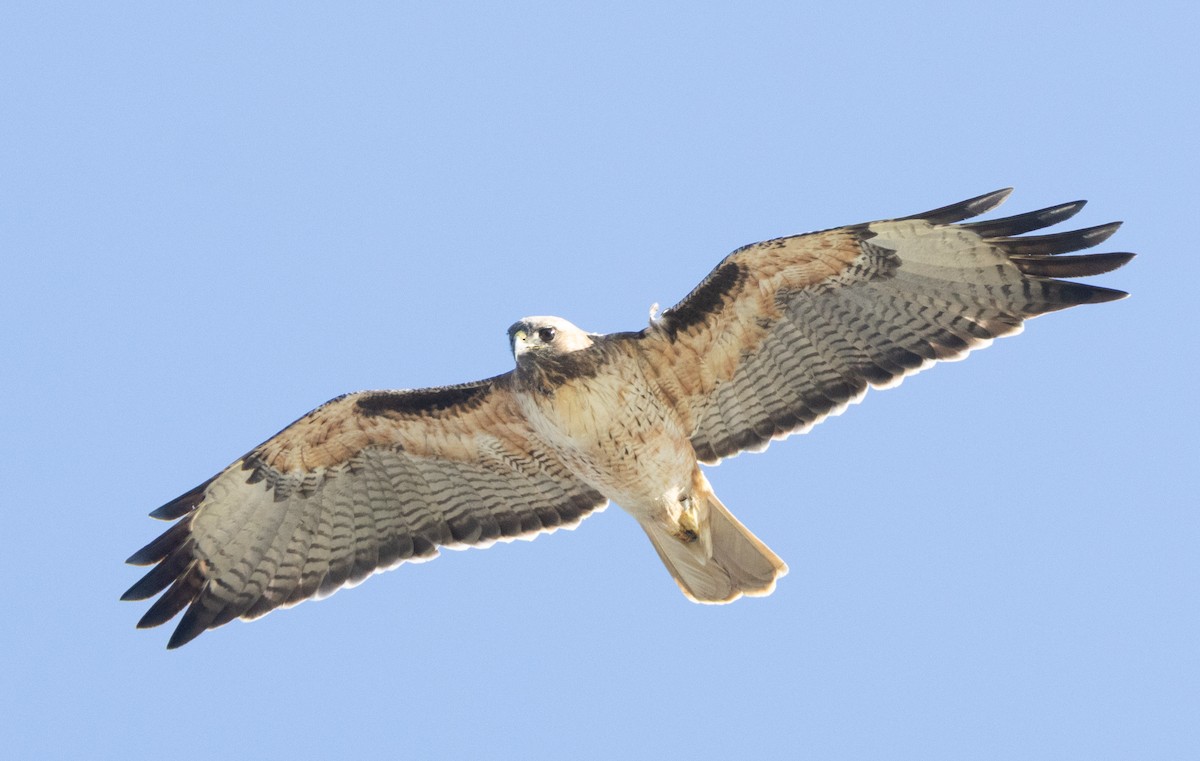 Red-tailed Hawk - ML646068545