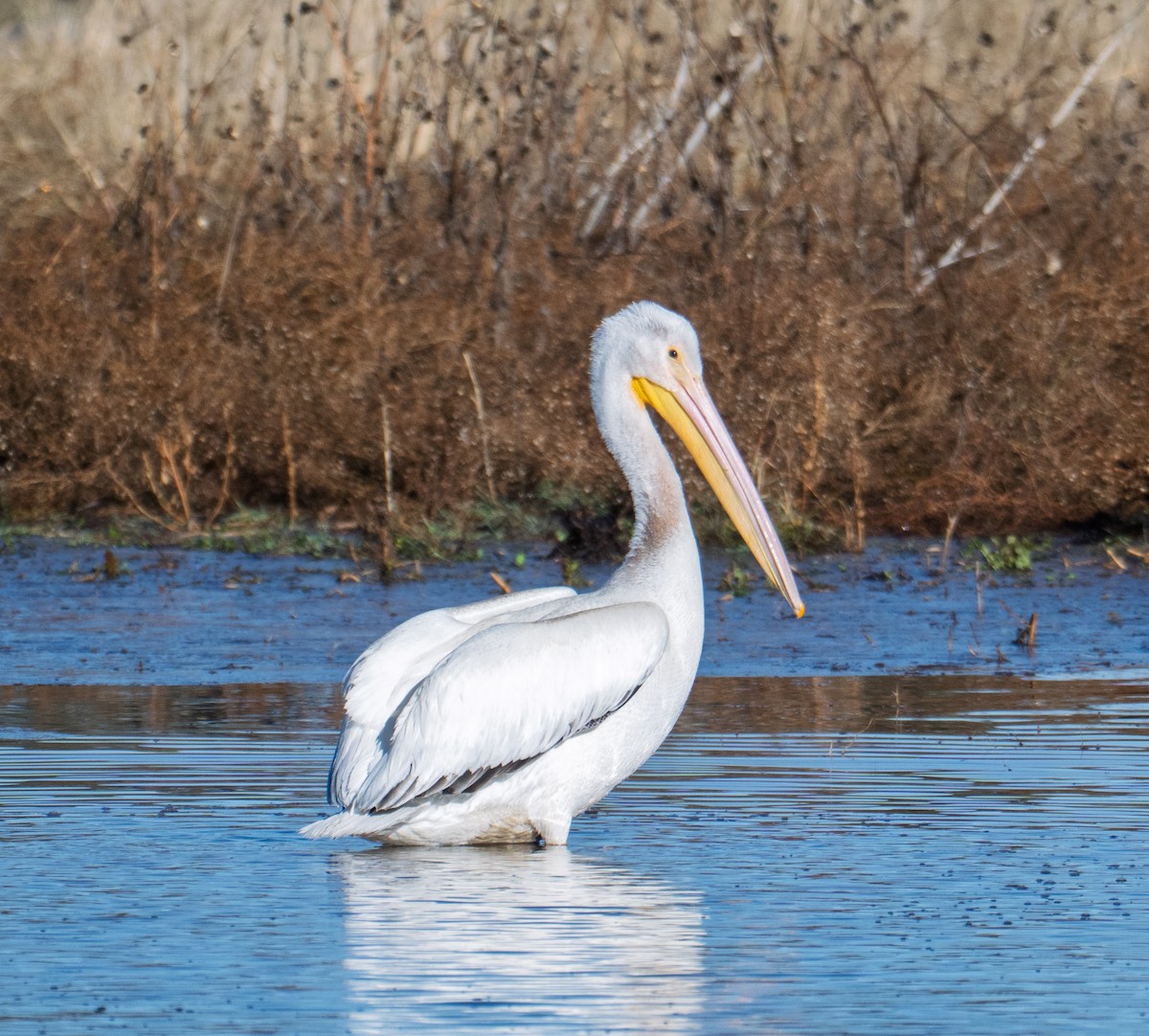 American White Pelican - ML646068547