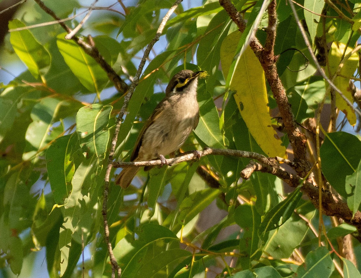 Yellow-faced Honeyeater - ML646068549