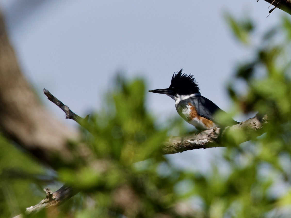 Belted Kingfisher - ML646068550