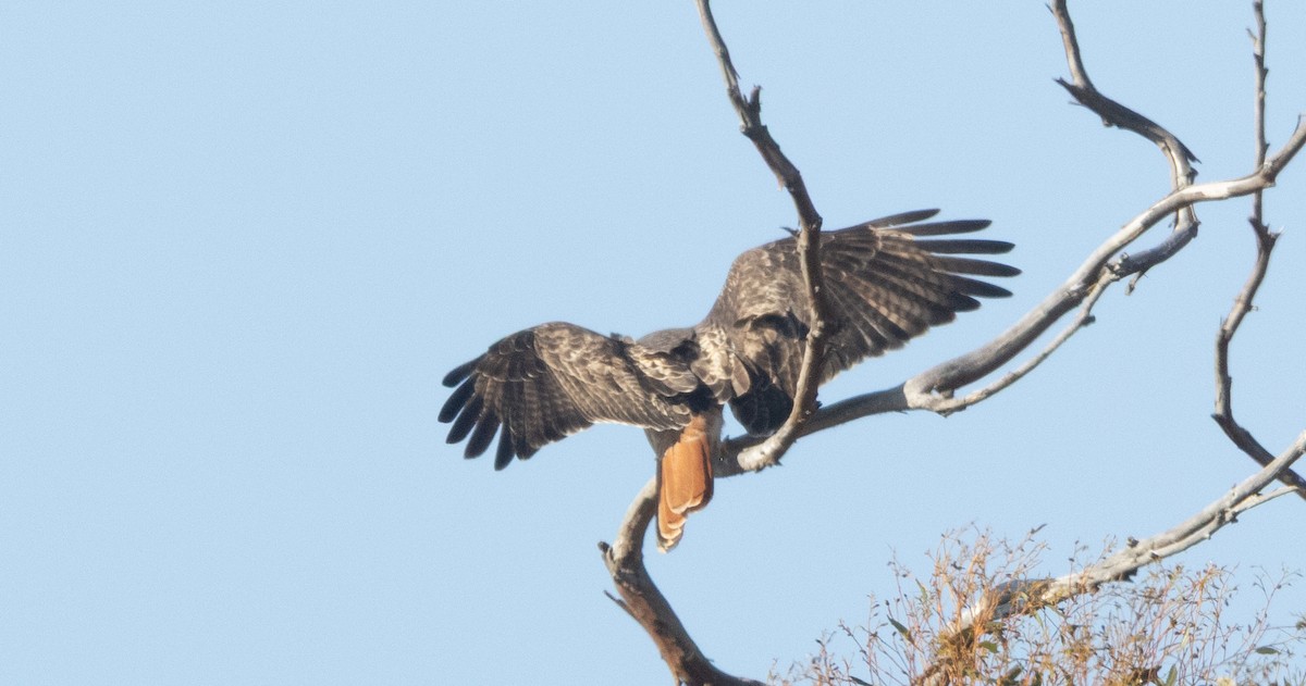Red-tailed Hawk - ML646068551