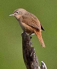 Southern House Wren - ML646068568