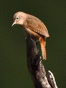 Southern House Wren - ML646068569