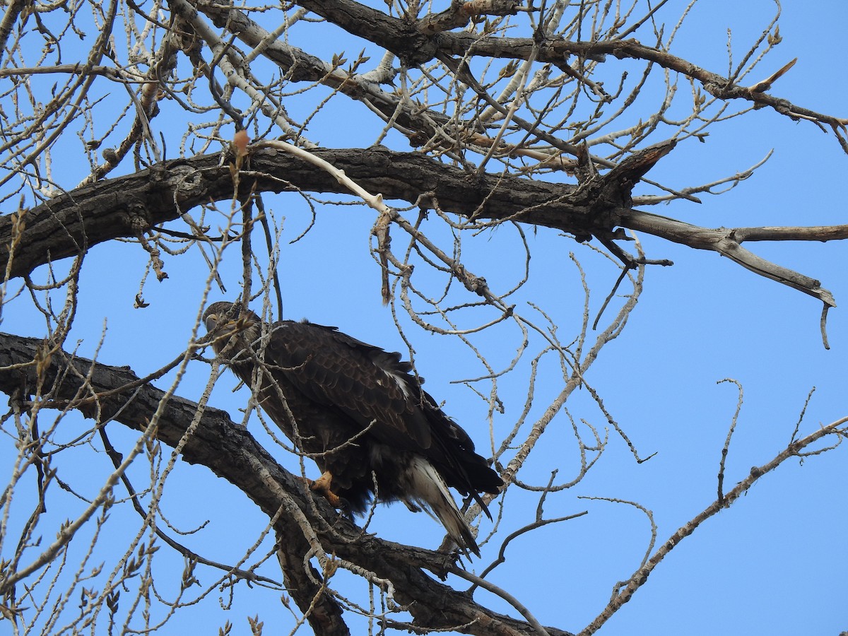 Bald Eagle - ML646068571