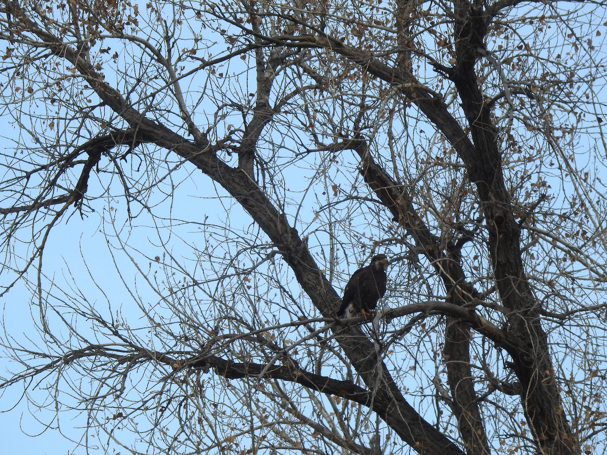 Bald Eagle - ML646068572