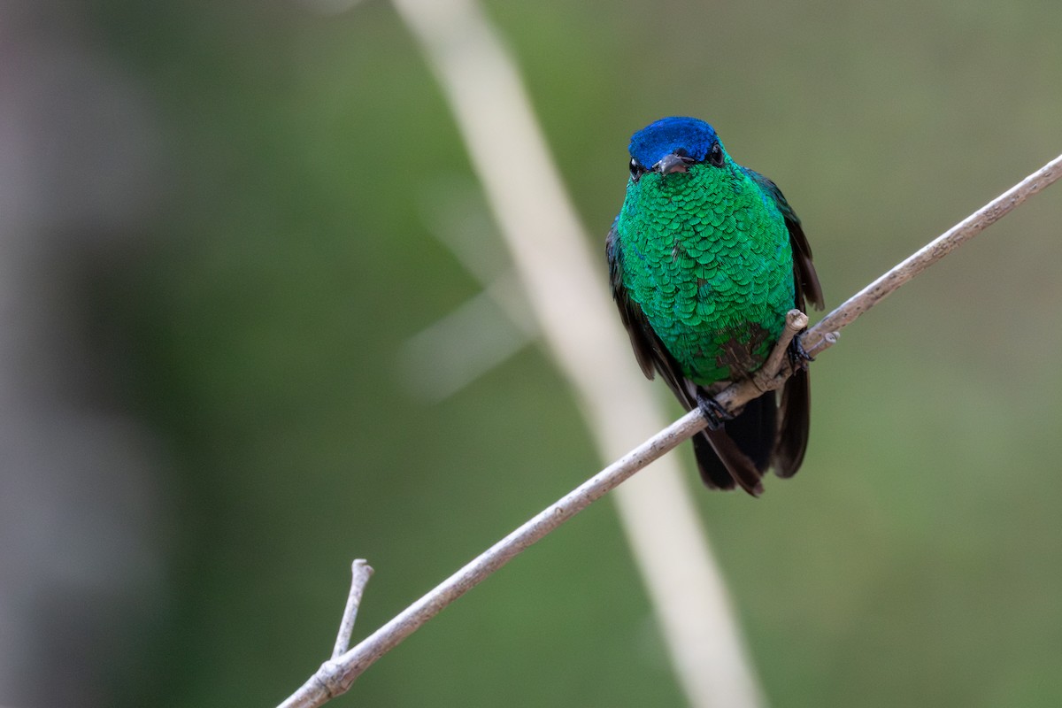 kolibřík indigovohlavý - ML646068581