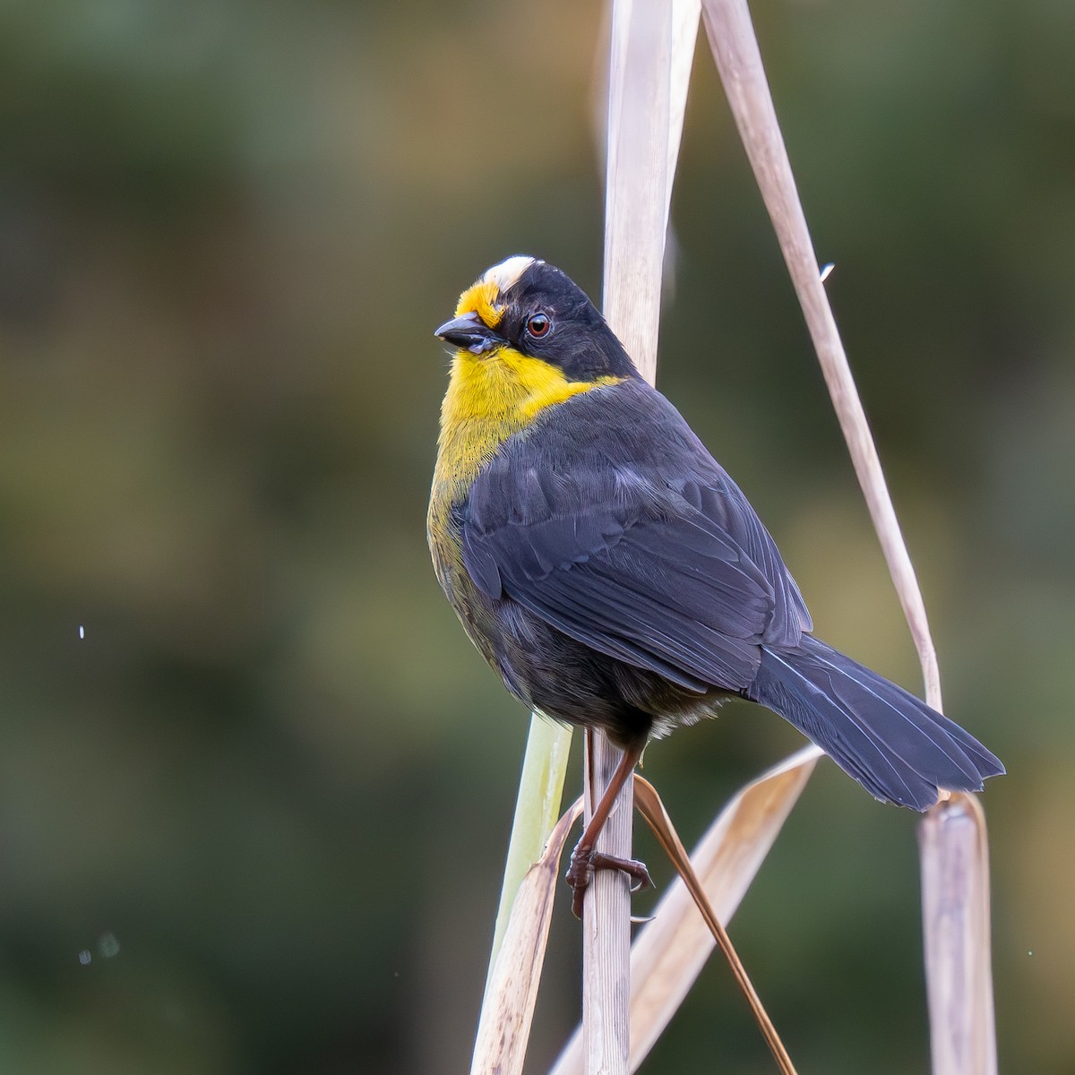 Pale-naped Brushfinch - ML646068596