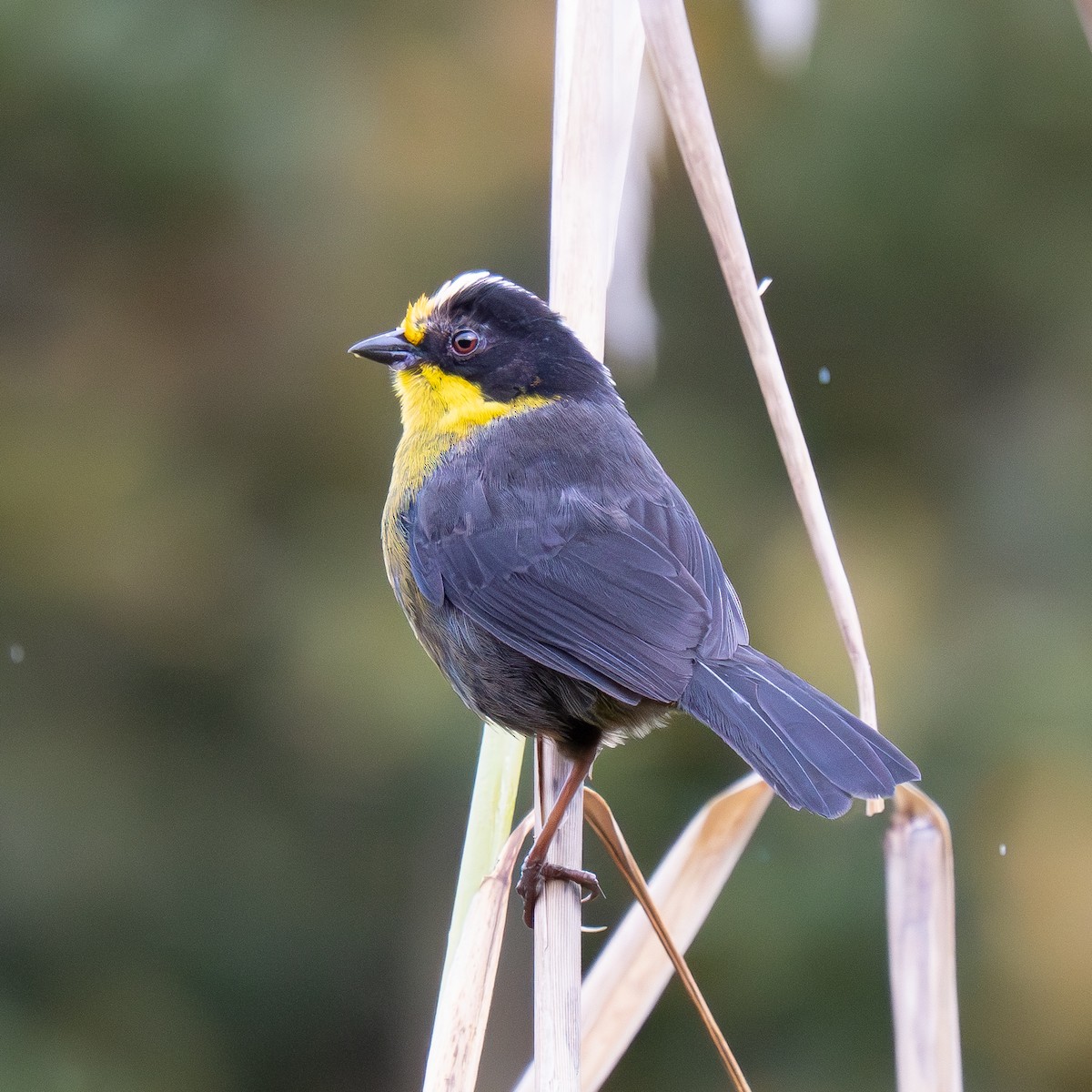 Pale-naped Brushfinch - ML646068597