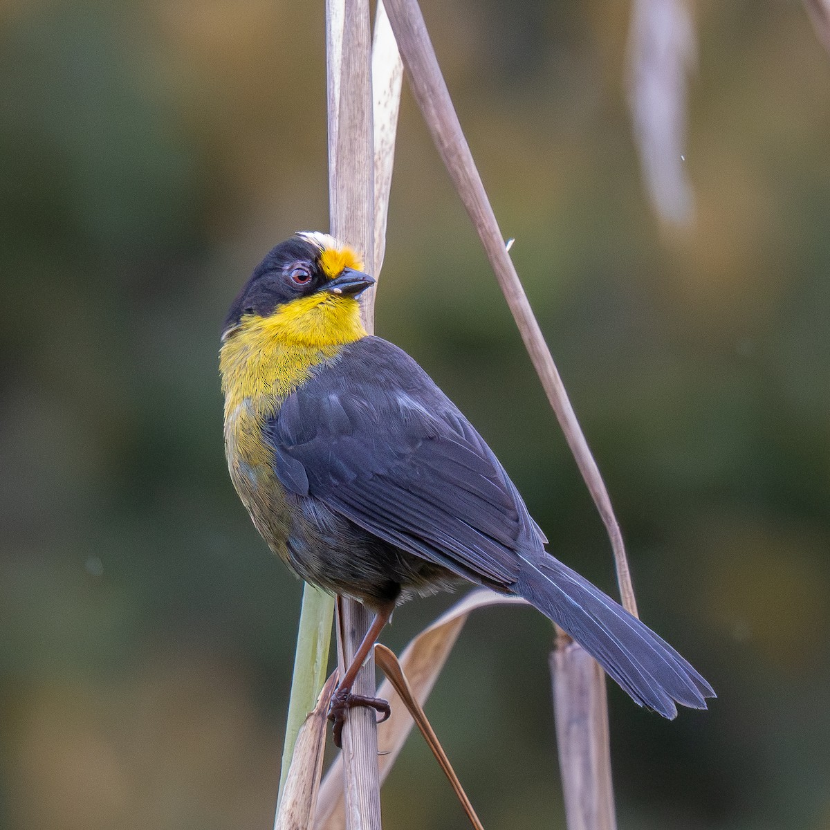 Pale-naped Brushfinch - ML646068598