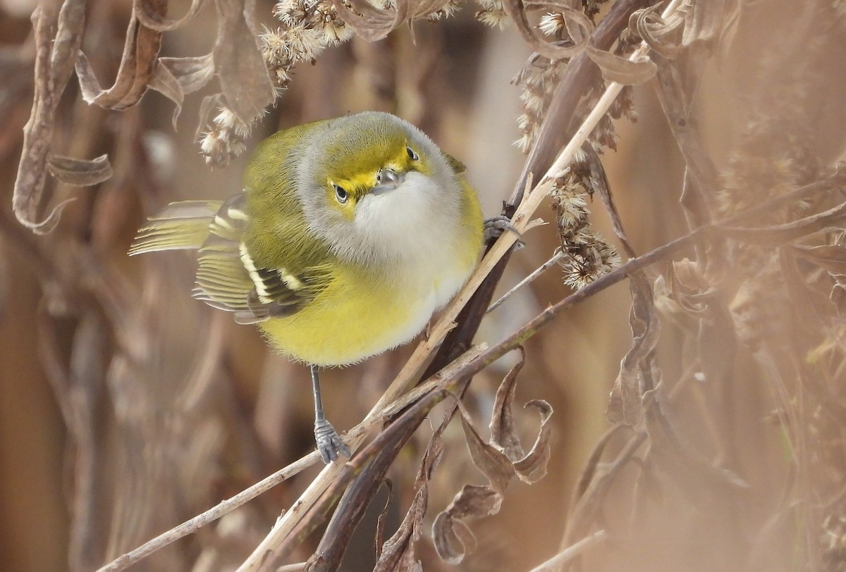 White-eyed Vireo - ML646068606
