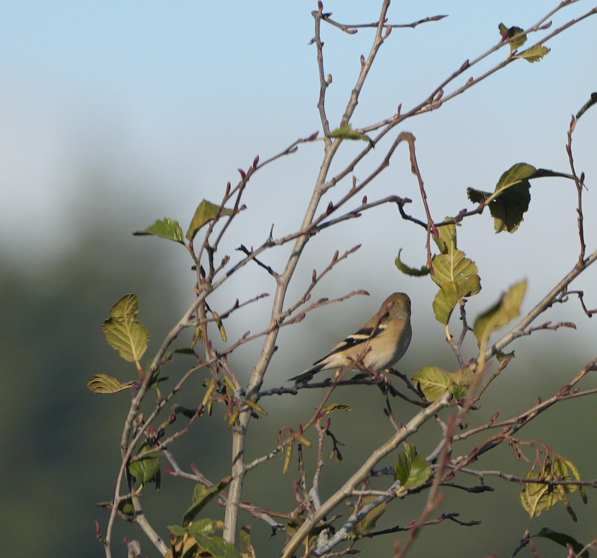 American Goldfinch - ML646068612
