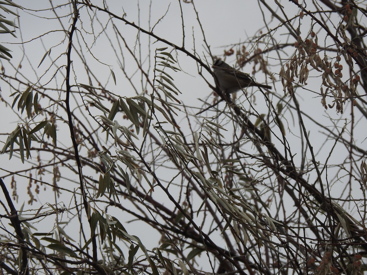 White-crowned Sparrow - ML646068613