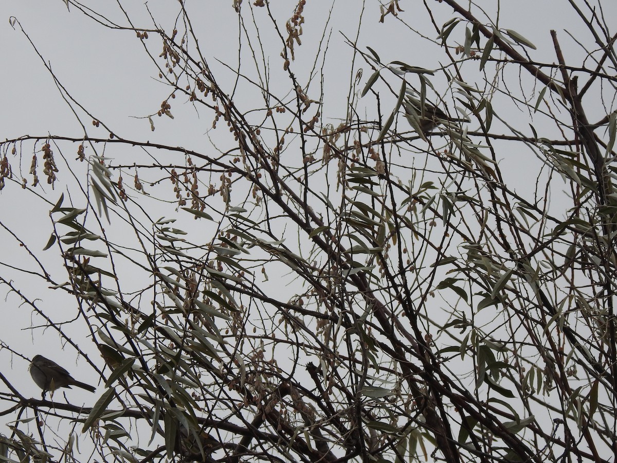 White-crowned Sparrow - ML646068614