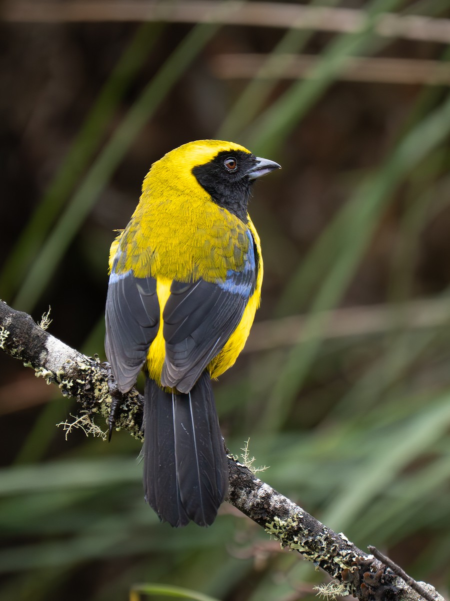 Masked Mountain Tanager - ML646068624