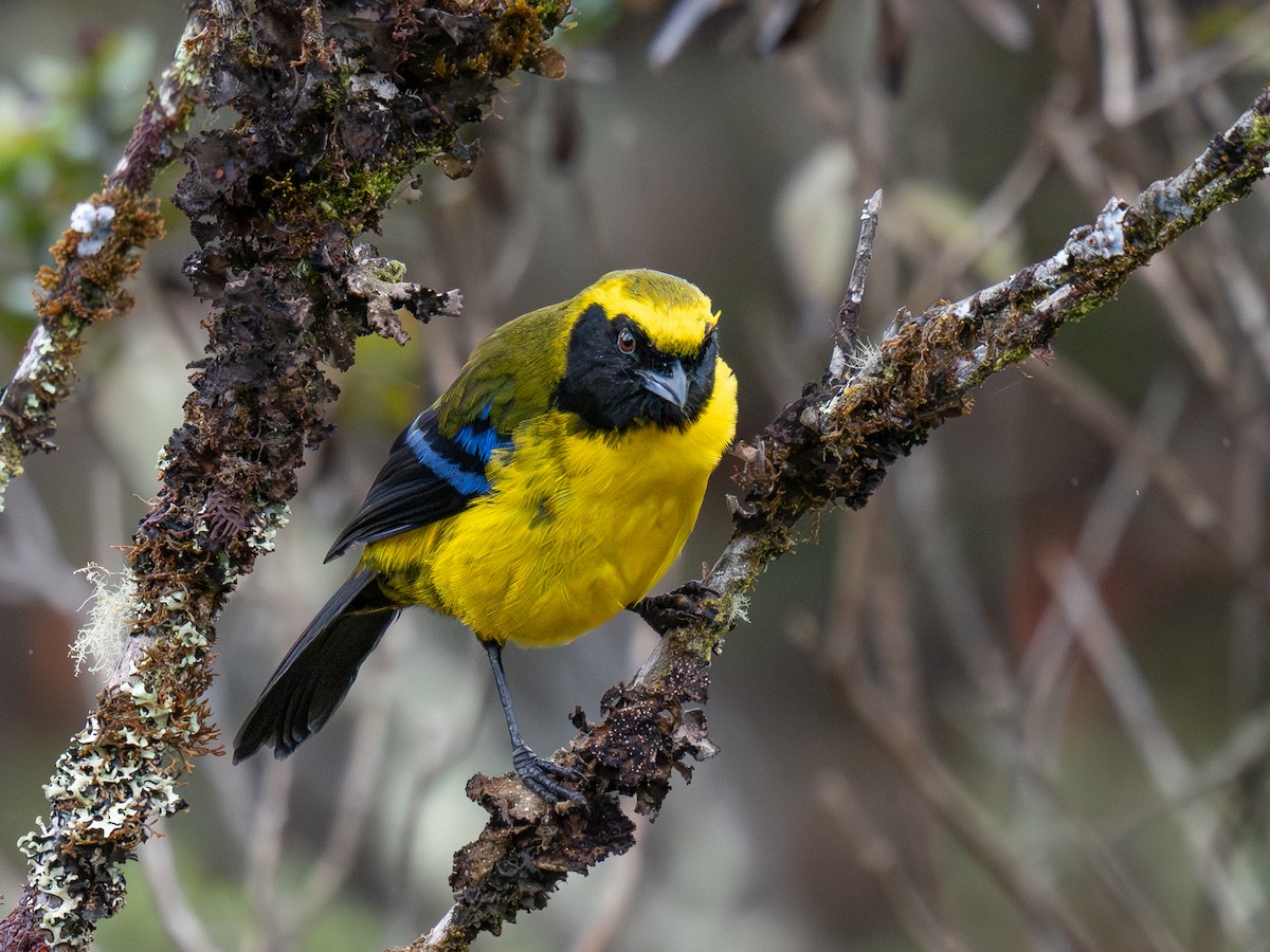 Masked Mountain Tanager - ML646068626