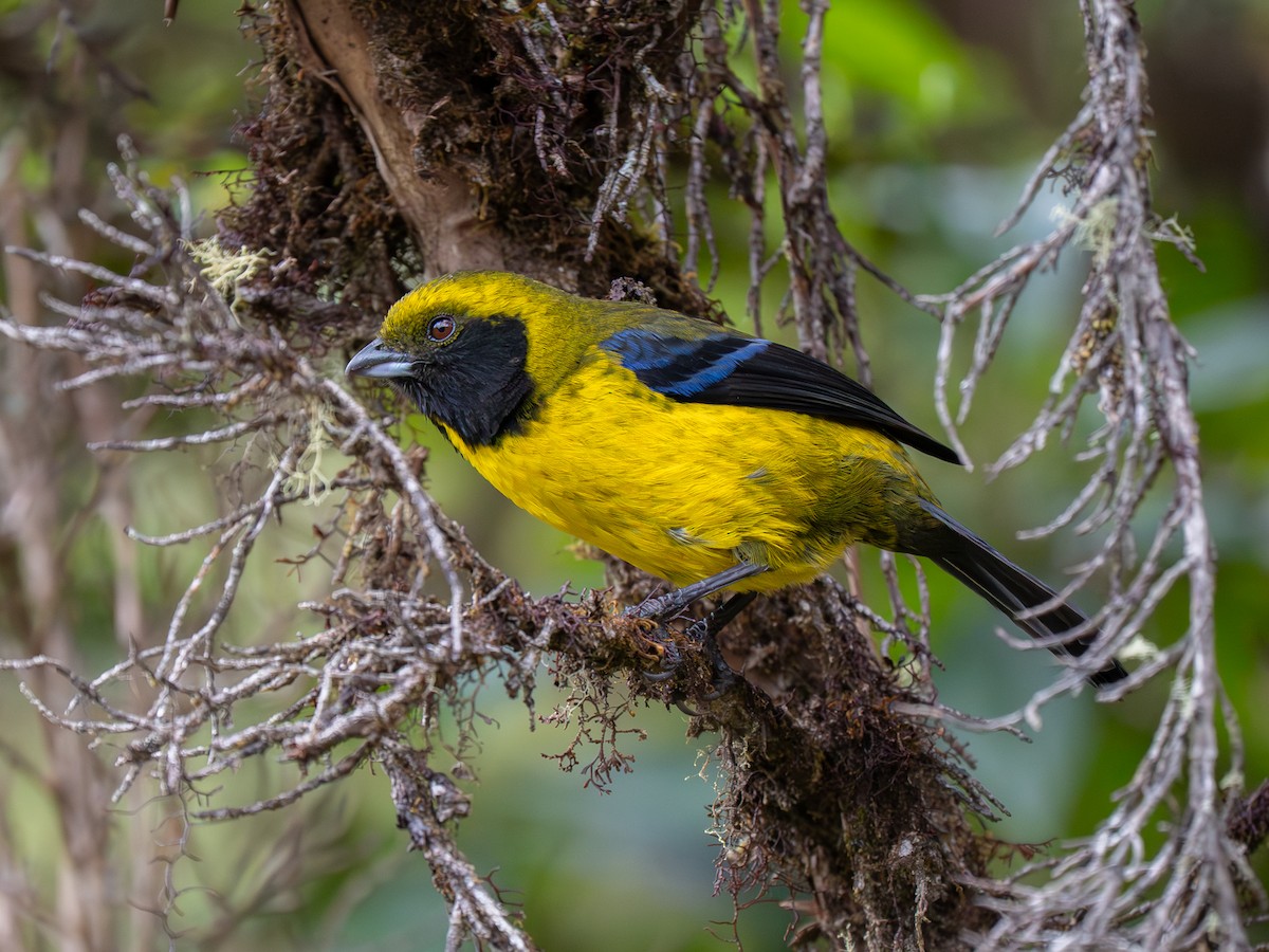 Masked Mountain Tanager - ML646068627