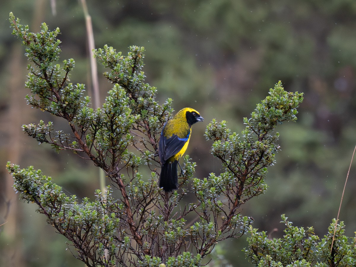 Masked Mountain Tanager - ML646068628