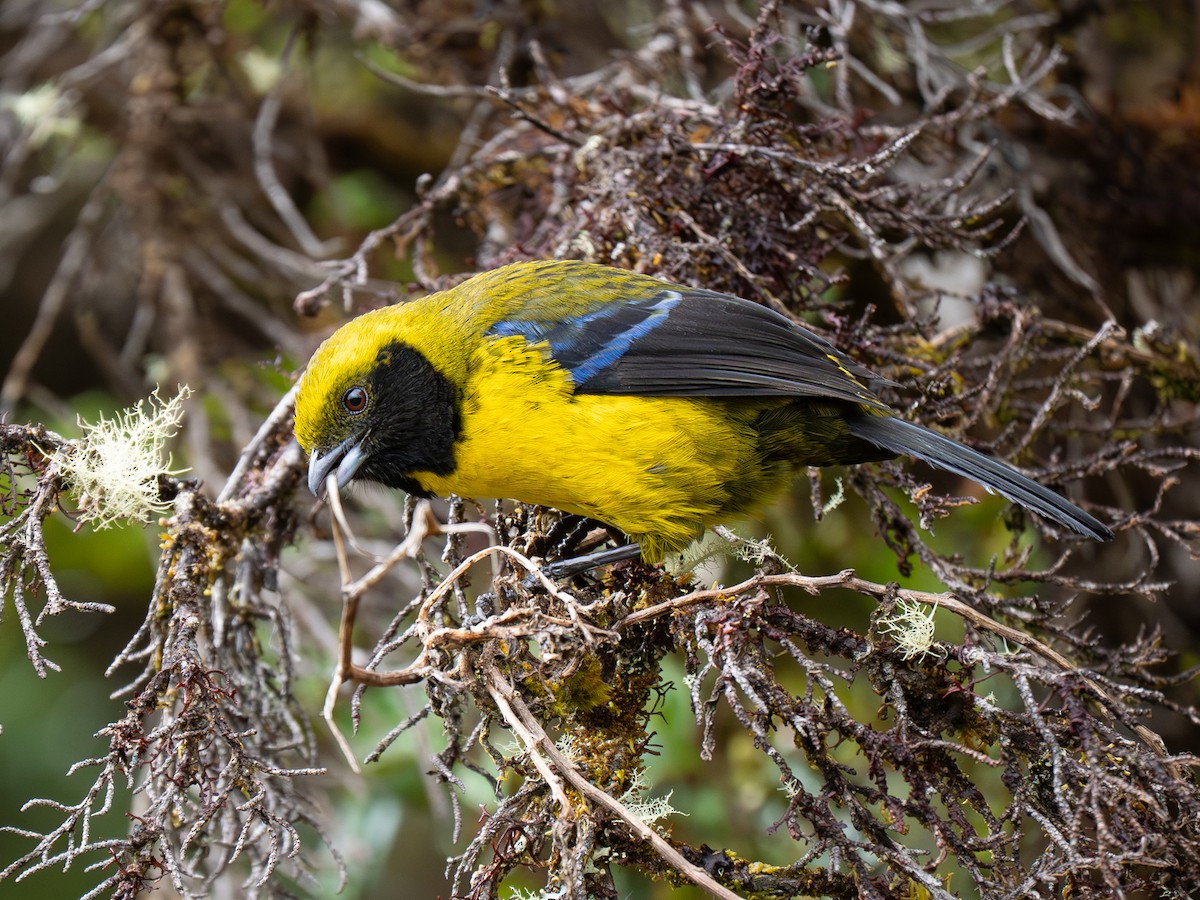 Masked Mountain Tanager - ML646068629