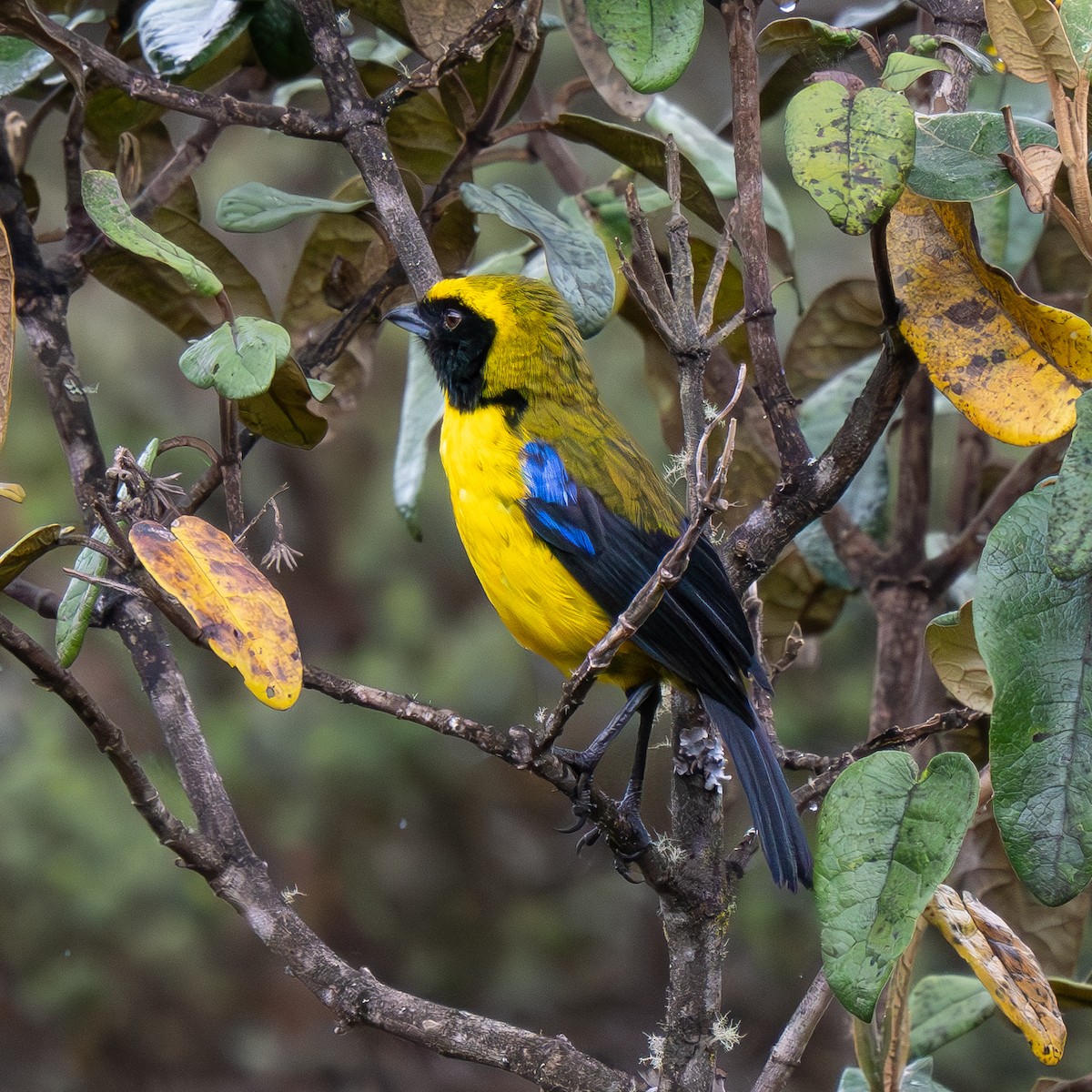 Masked Mountain Tanager - ML646068630