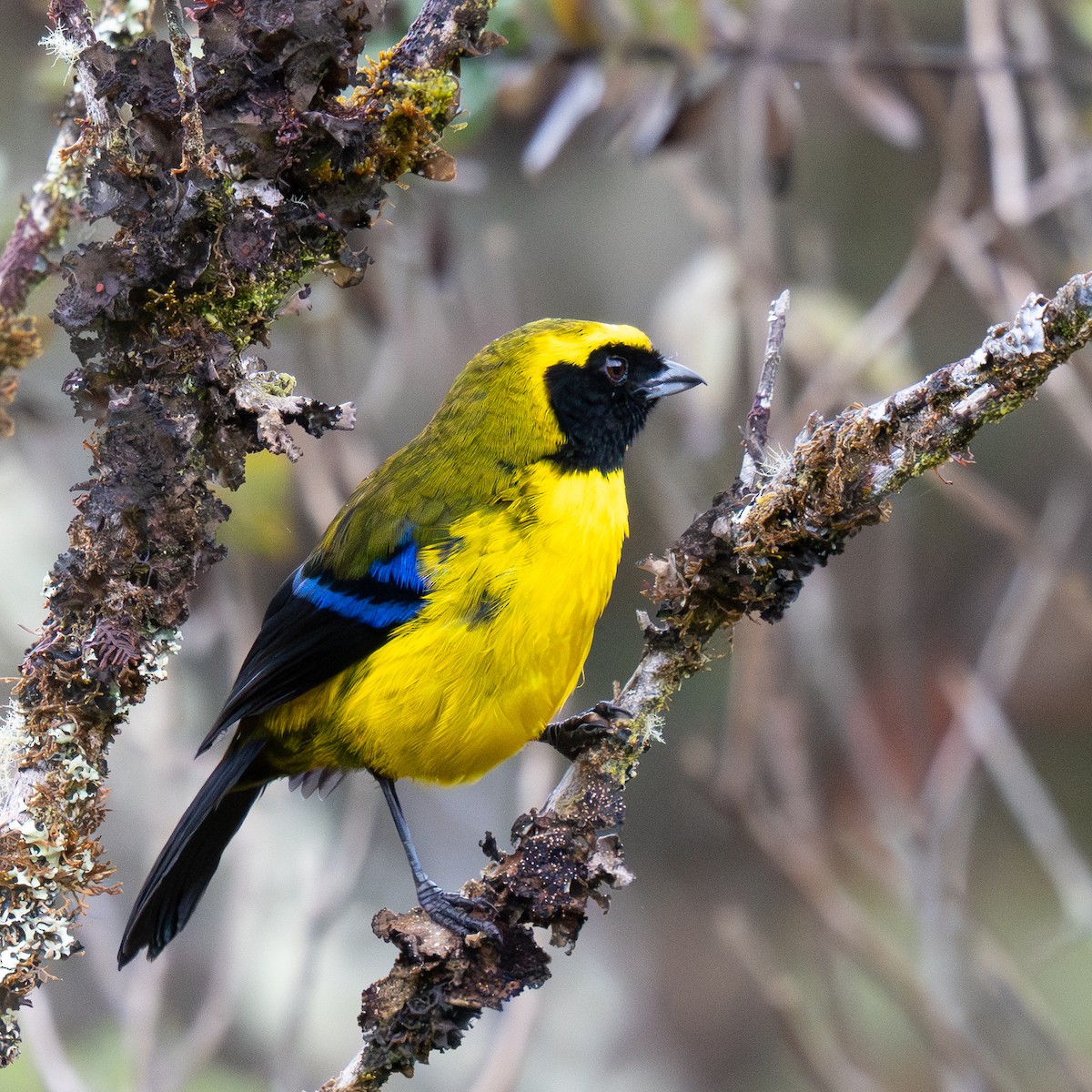 Masked Mountain Tanager - ML646068631