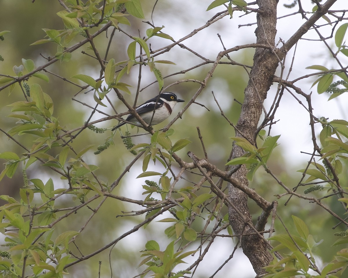 Eastern Black-headed Batis - ML646068632