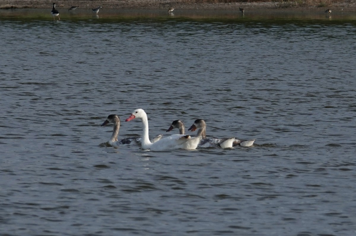 Coscoroba Swan - ML646068634