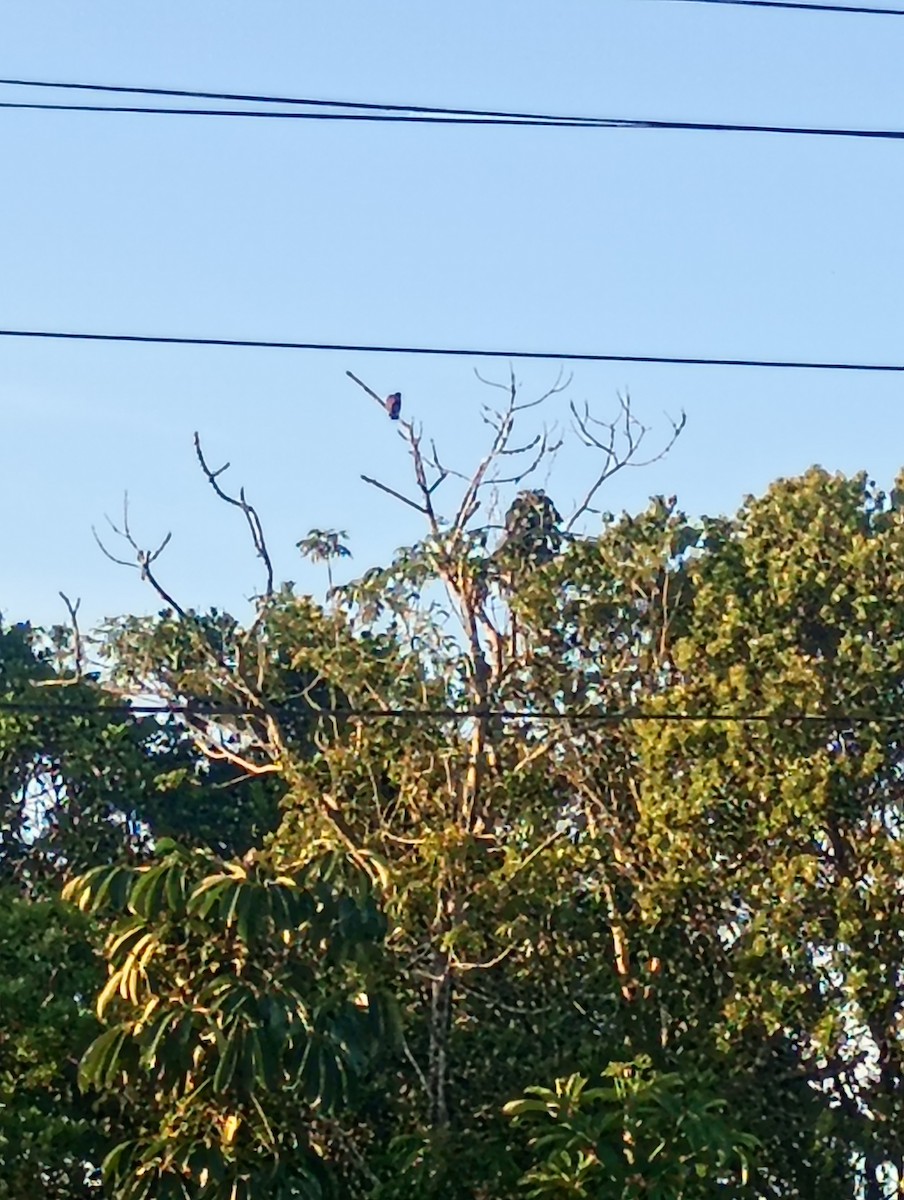 Paloma Colorada - ML646068642