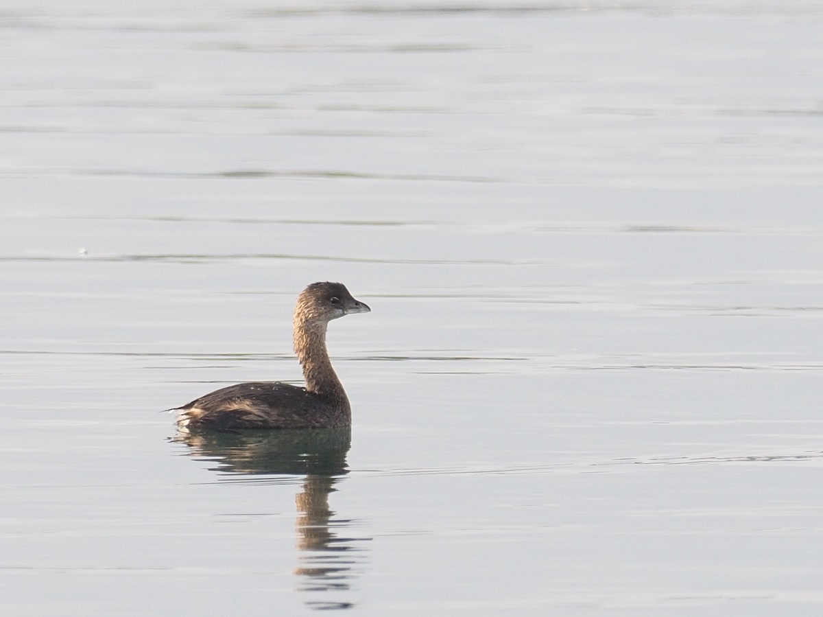 Pied-billed Grebe - ML646068643