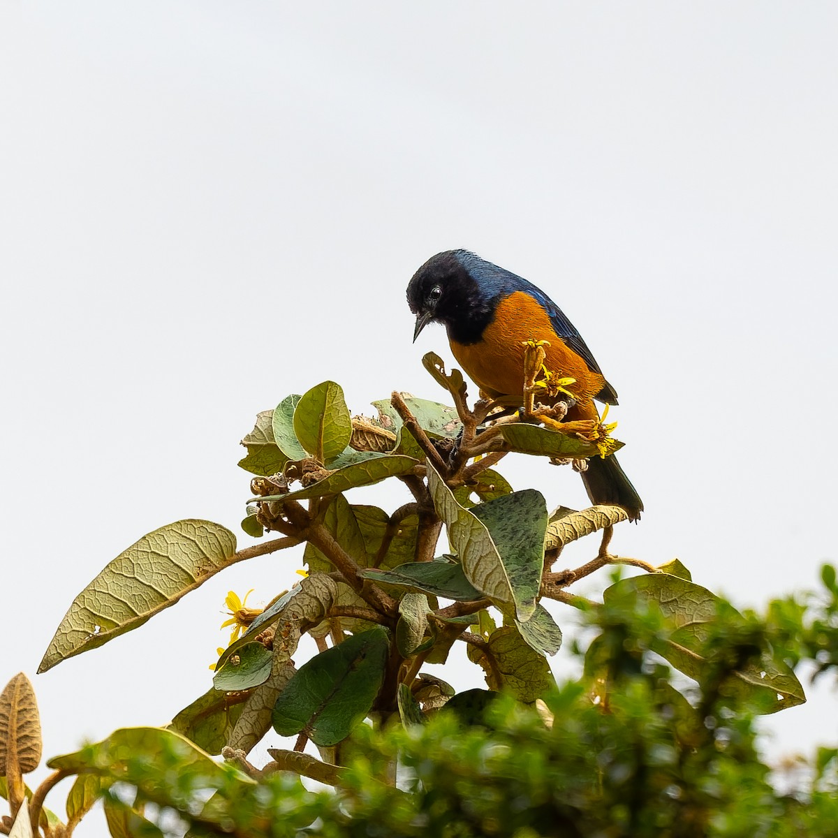 Blue-backed Conebill - ML646068645