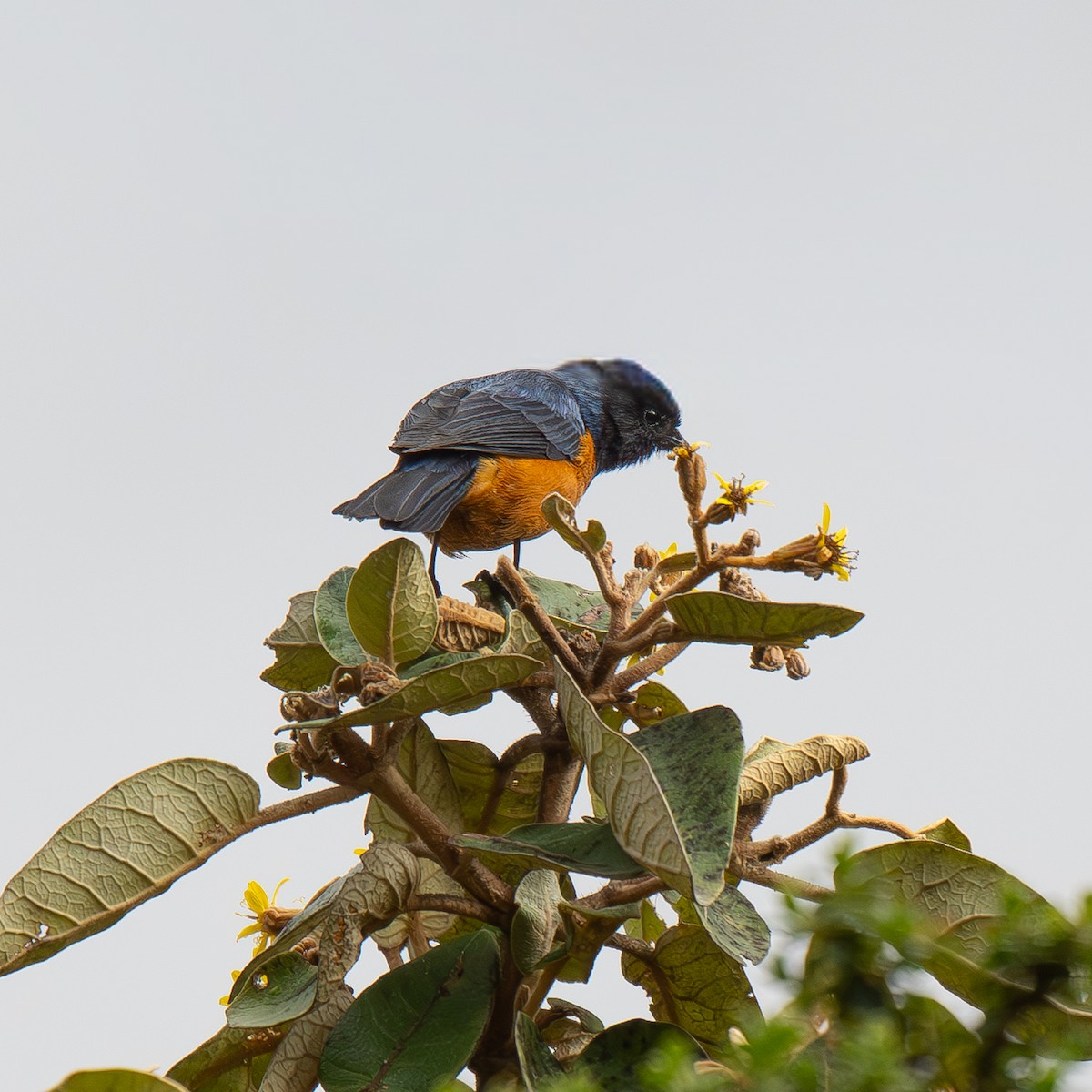 Blue-backed Conebill - ML646068646