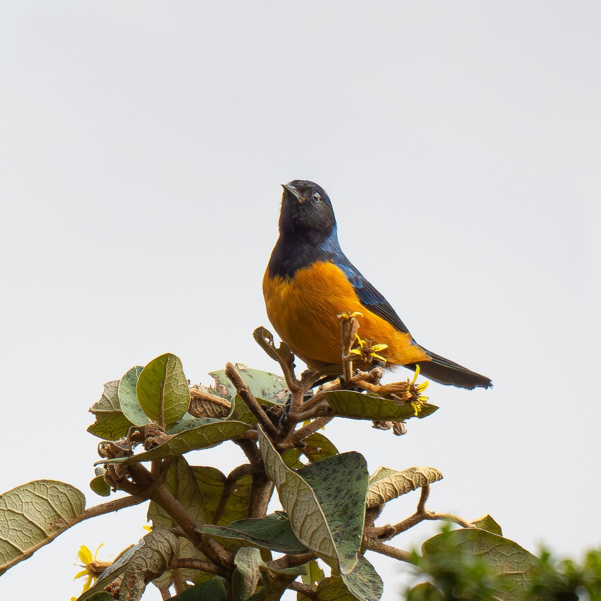 Blue-backed Conebill - ML646068647