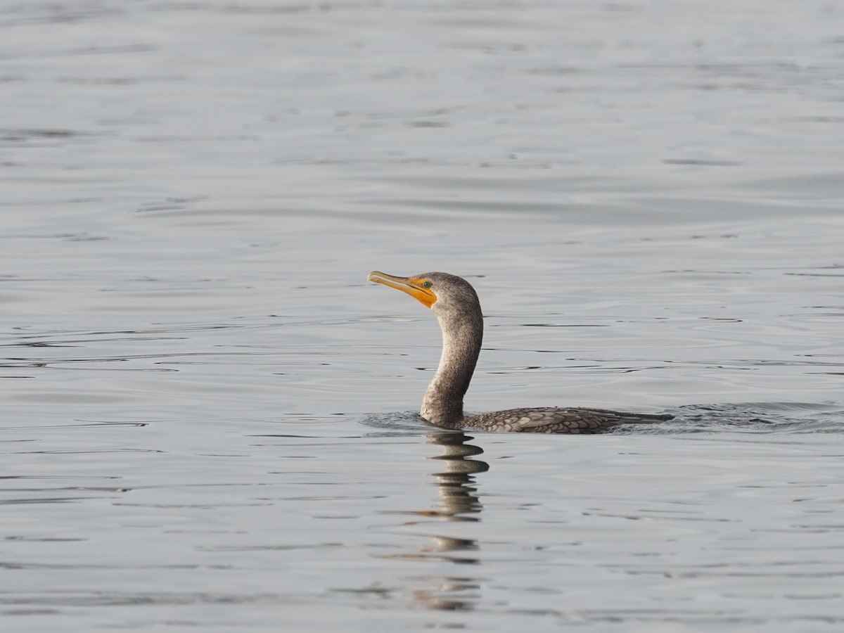 Double-crested Cormorant - ML646068650