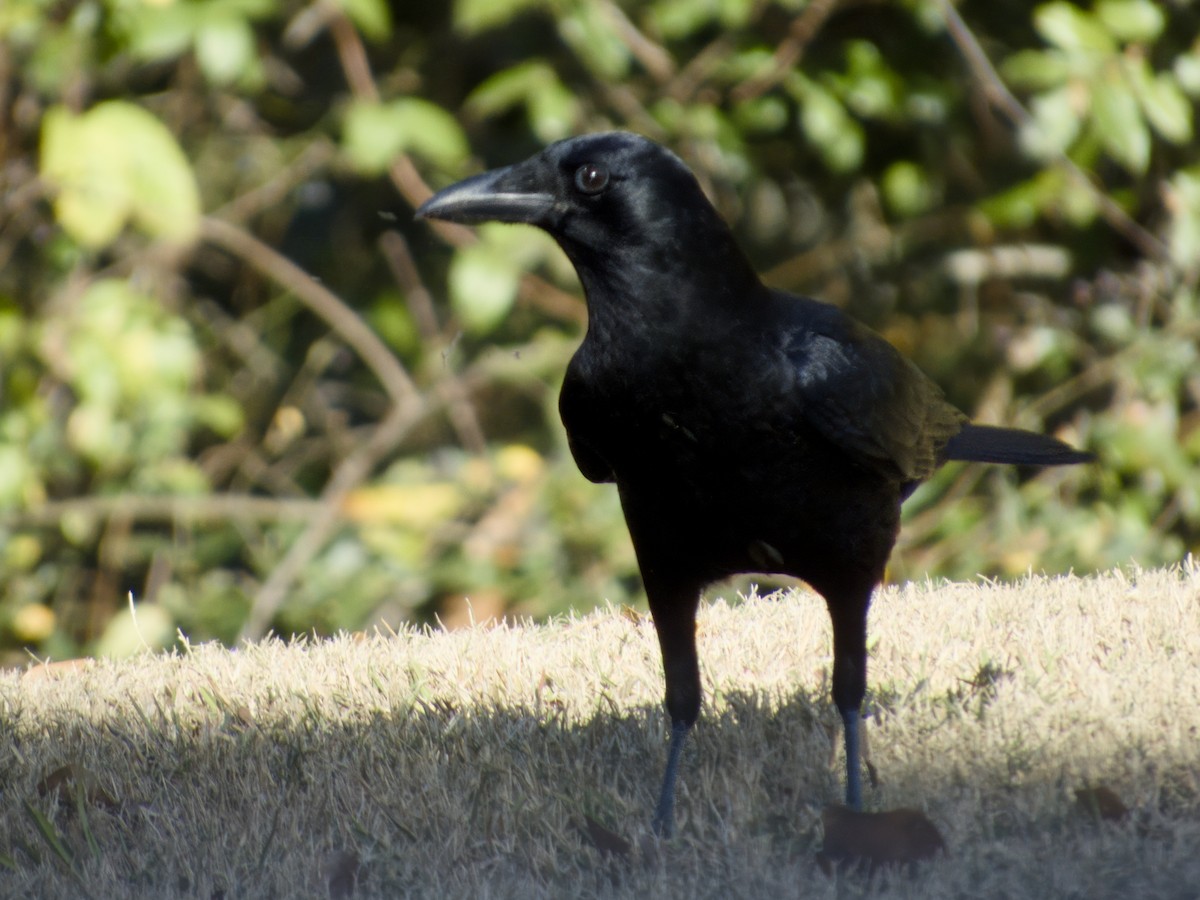 American Crow - ML646068684