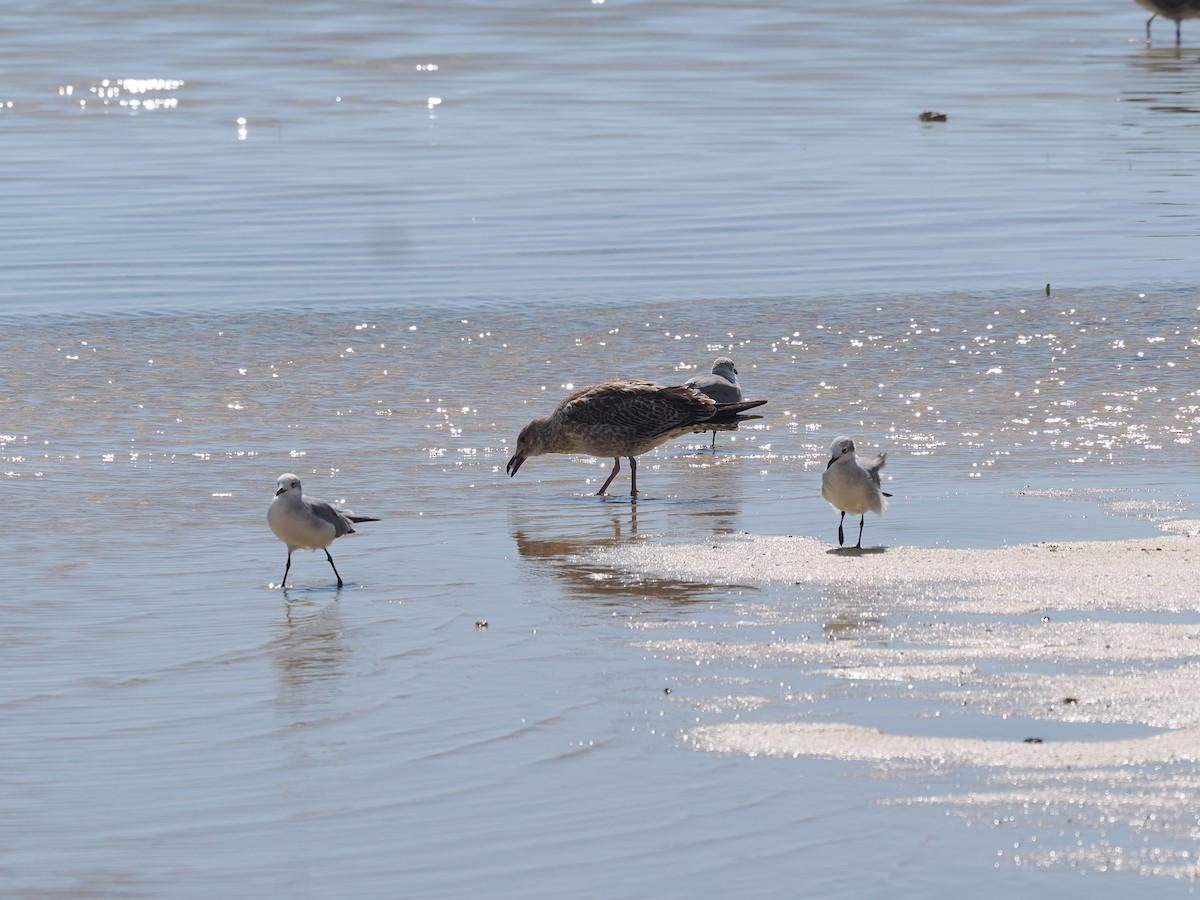 racek mořský - ML646068695