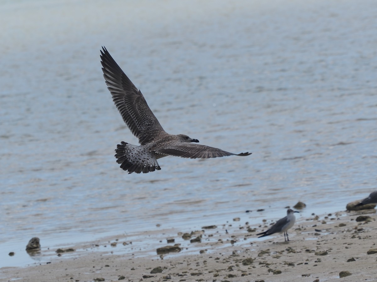 racek mořský - ML646068696