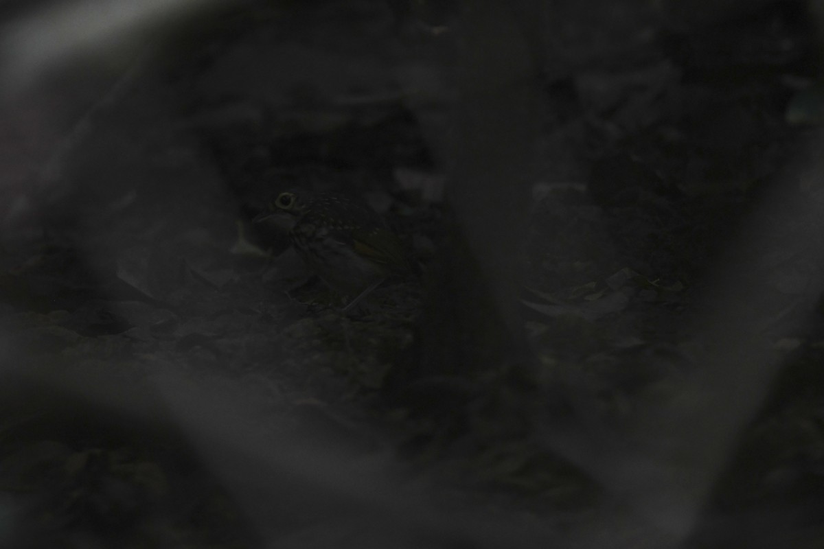 Streak-chested Antpitta - ML646068697