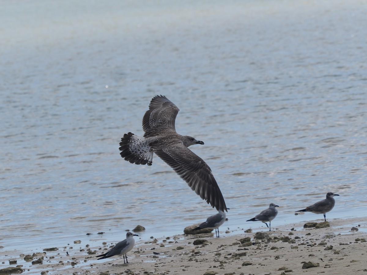 racek mořský - ML646068698