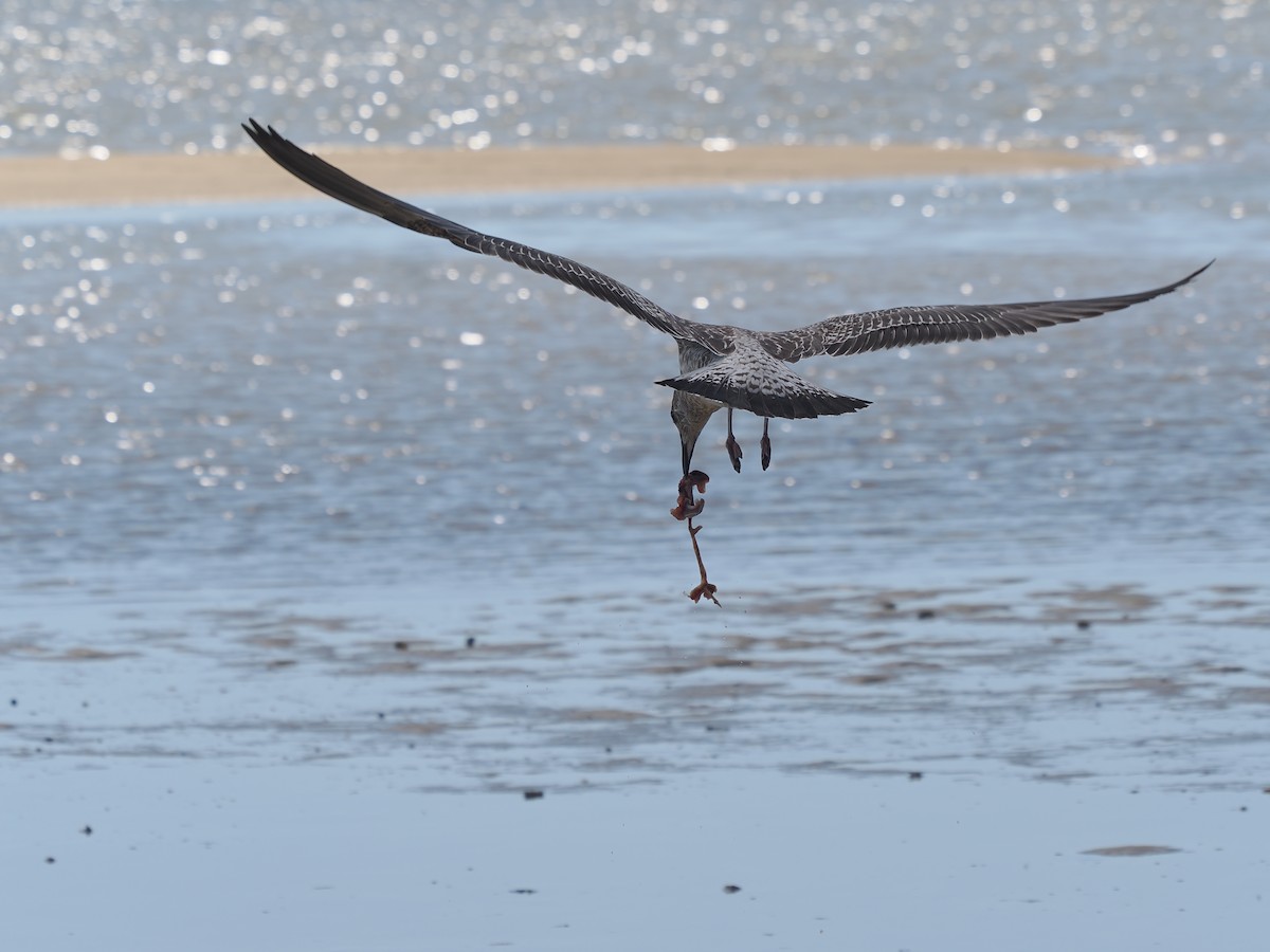 racek mořský - ML646068699